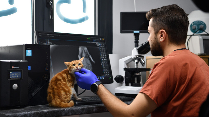 Balıkesir’de can dostlar Büyükşehir eliyle güvende